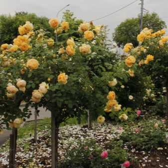 Посадка плетистой розы флорибунда мидсаммер: агротехника сорта