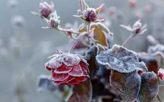 Как и чем укрыть розы на зиму в разных регионах