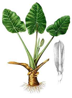 Неприхотливое растение — драцена сандера (бамбуковая спираль, сандериана)