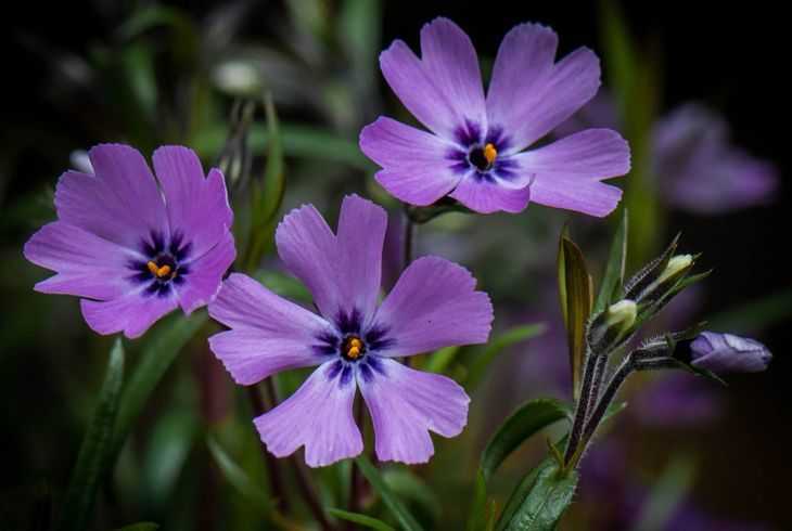 Домашние и садовые фиолетовые цветы – палитра декоратора