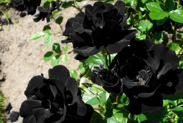 Плетистая роза черная королева (black queen): фото и описание, отзывы