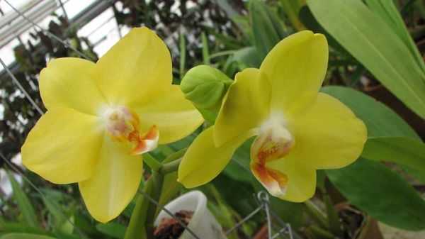 Вредители орхидей и борьба с ними