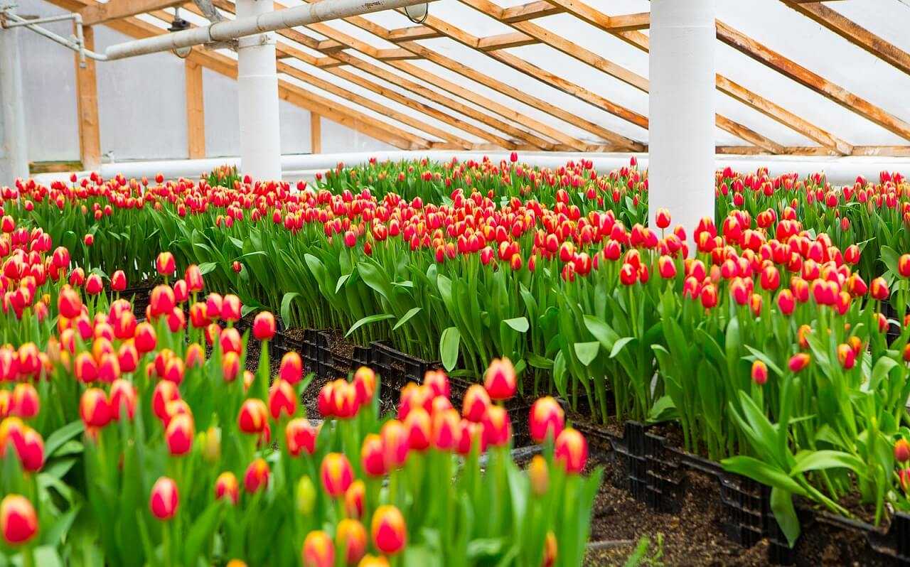 Выгонка луковичных: как вырастить тюльпаны, гиацинты, нарциссы, крокусы на новый год и 8 марта