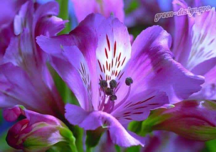 Самые красивые фиолетовые цветы: крокус, гиацинт, ирис, сирень, рододендрон, буддлея, кошачья мята и другие Подробное описание Уход в домашних условиях