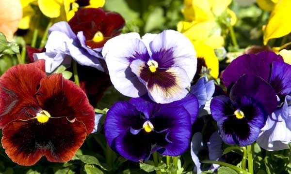 Выращивание анютиных глазок из семян (32 фото): когда лучше сажать цветы на рассаду? правильный уход в домашних условиях и сроки посадки в открытый грунт
