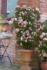 Роза «лагуна» (27 фото): описание плетистого сорта, особенности роз «лагуны свит». можно ли выращивать их в саду в подмосковье?
