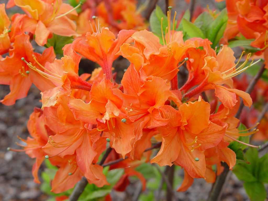 Описание рододендрона: время цветения, ядовитый или нет, какого цвета бывают