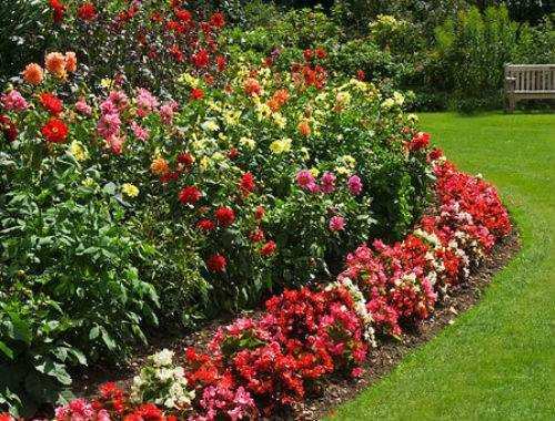 Обзор самых неприхотливых долгоцветущих многолетников для дачи и сада с фото