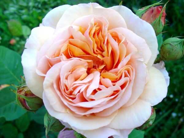 Роза чарльз остин (charles austin)