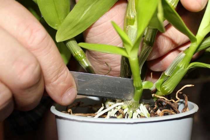 Как размножить орхидею в домашних условиях Как рассадить и отсадить детку Уход в домашних условиях Размножение черенками Можно ли вырастить орхидею из листа
