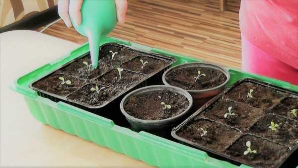 Как вырастить рассаду петунии в домашних условиях пошаговая инструкция фото видео