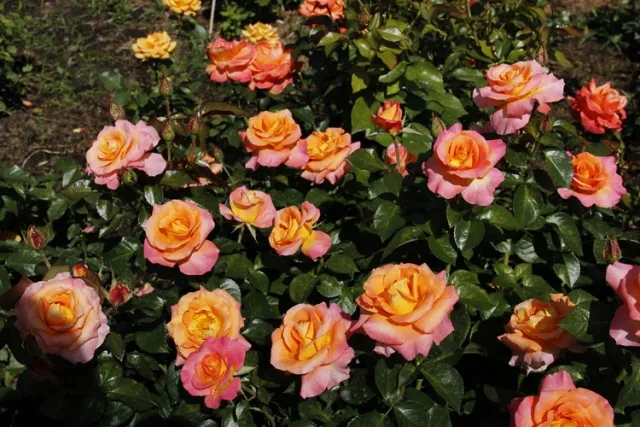 Лучшие сорта чайно-гибридной розы: Золотой дрокон, Вирджиния, Блю Мун и другие Как правильно посадить и ухаживать за розой Болезни и вредители, способы борьбы с ними