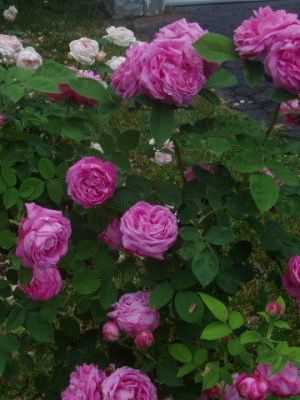Белые плетистые розы: сорта и их выращивание