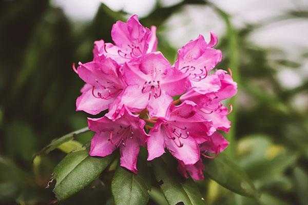 Рододендрон даурский (36 фото): правила посадки цветка, особенности ухода за багульником, описание сортов