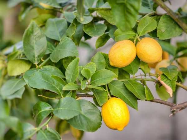 Размножение лимона черенками в домашних условиях: подготовка посадочного материала, емкости и грунта, укоренение, особенности ухода