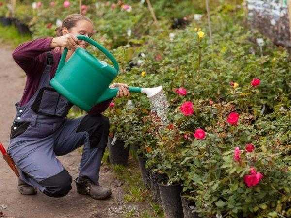 Уход за розами осенью (в сентябре и октябре): основные принципы ухода и подготовки роз к зиме