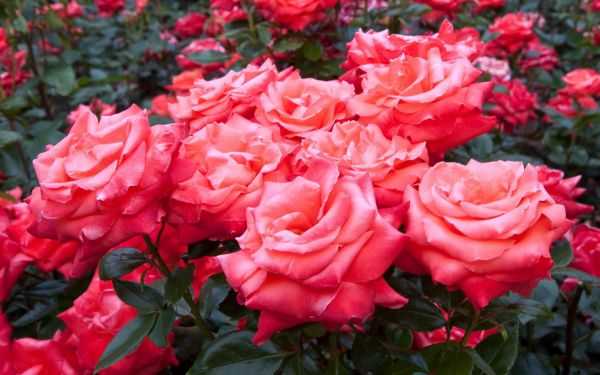 Как обрезать розы осенью, чтобы они отблагодарили буйным цветением?