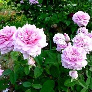 Парковый сорт роз фальстаф: как выращивать, особенности цветения пурпурного цветка