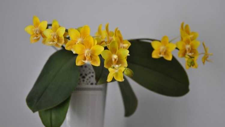 Листья орхидеи — основные заболевания и методы борьбы с ними