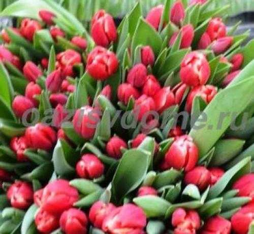 Выращивание тюльпанов в теплице как бизнес - с чего начать, рентабельность
