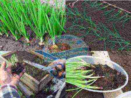 Выращивание гацании из семян (43 фото): как сажать на рассаду в домашних условиях? когда сеять? как выглядят семена и как их собрать? хитрости посева и уход