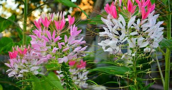 Растение — паучок или клеома: посадка и уход, фото, когда сеять семена, как поливать и размножать цветочную культуру