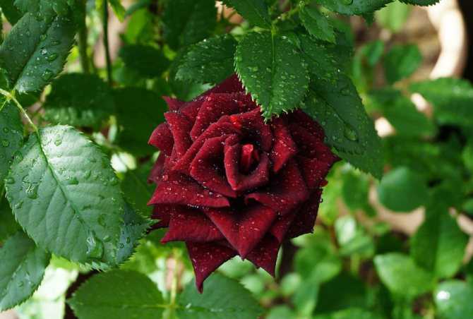 Роза Черная магия (Black Magic): описание сорта, характеристика Способы размножения, посадка и уход, использование в ландшафтных композициях