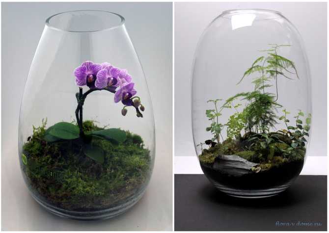 Флорариум с суккулентами: как посадить своими руками в аквариуме, стекле, вазе