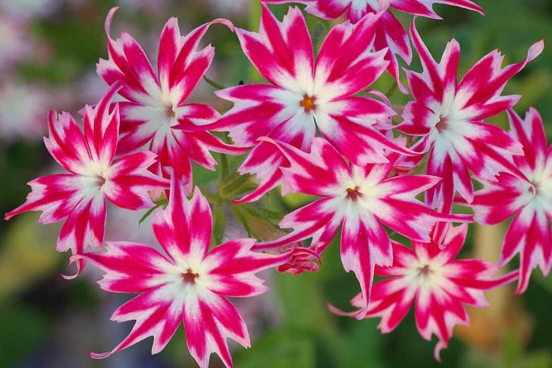 100 лучших идей: многолетние цветы для дачи и сада на фото
