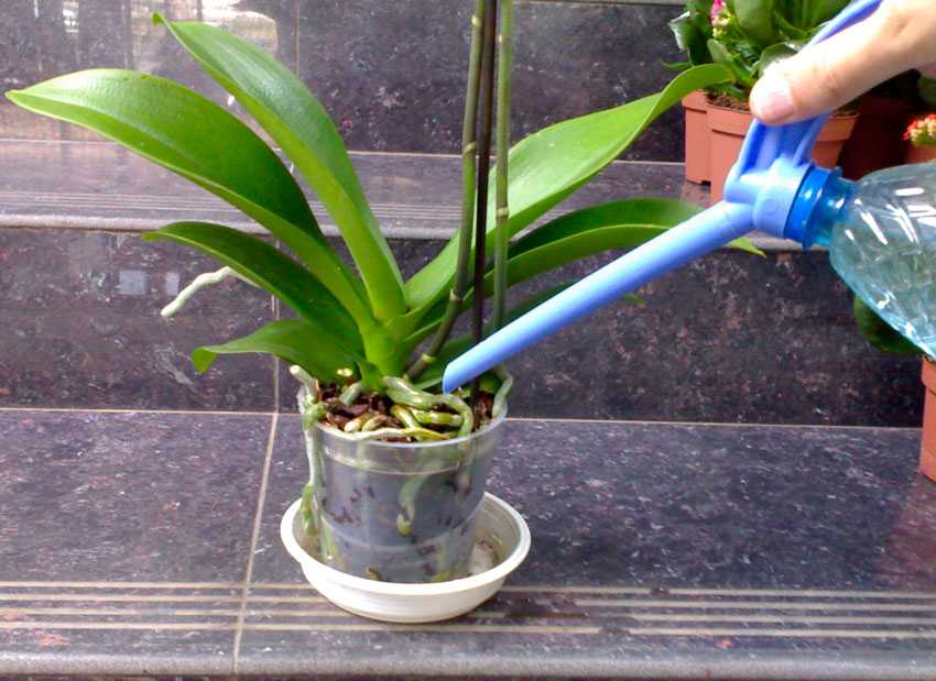 Уход и удобрение орхидей: все основные правила, рекомендации, защита цветка