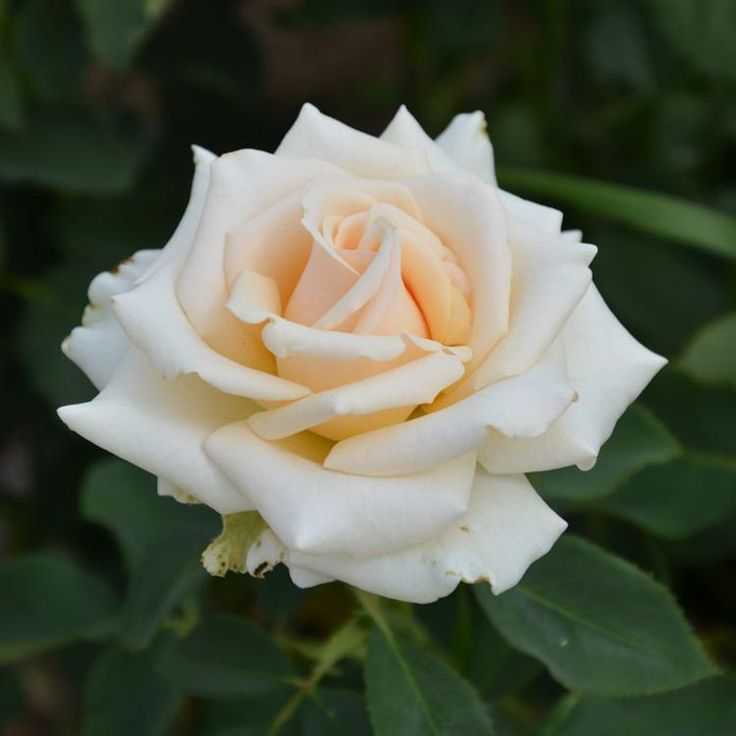 Грейс «grace»: описание абрикосовой розы дэвида остина и особенности выращивания