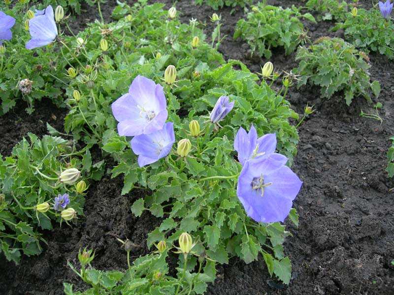 Цветок колокольчик – как правильно сажать, ухаживать за растением и размножать?