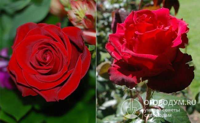 Роза чёрная магия: секреты выращивания королевского цветка