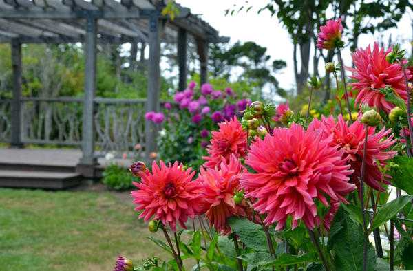 Декоративный подсолнух – солнечные цветы на садовом участке