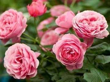Роза куин элизабет: фото, отзывы, описание, посадка и уход, морозостойкость, обрезка, выращивание сорта