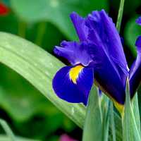 Цветок ирис (100 фото). описание самых популярных видов цветов, описание и советы по уходу