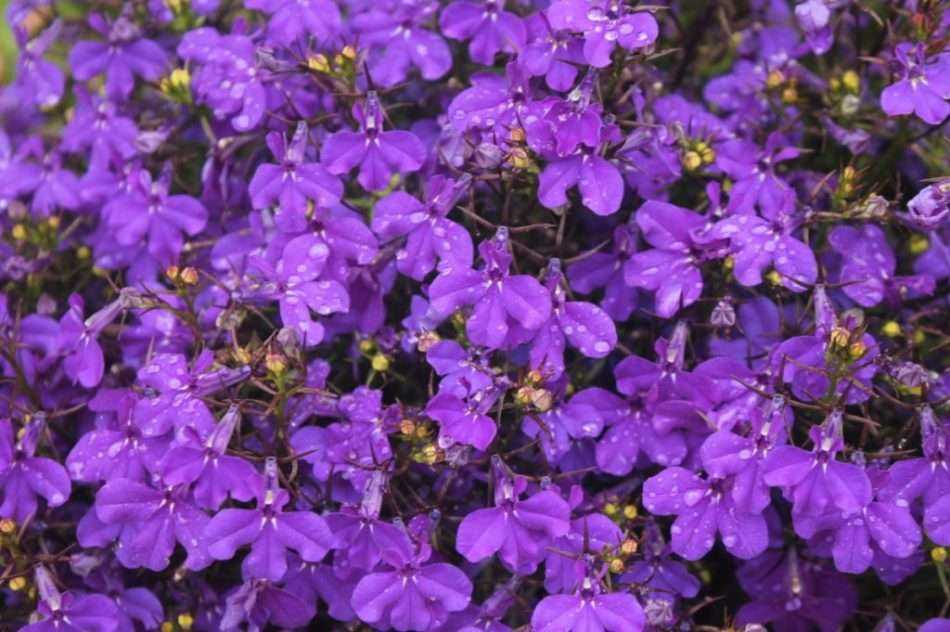 Цветы лобелия — фото, виды, выращивание, посадка и уход