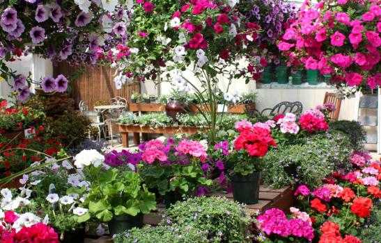 Выбор многолетних цветов | сад и огород - интернет журнал о даче