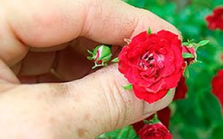 Календарь ухода за миниатюрными розами