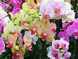 Цветок орхидея ванда: фото, уход и выращивание в домашних условиях, виды цветов