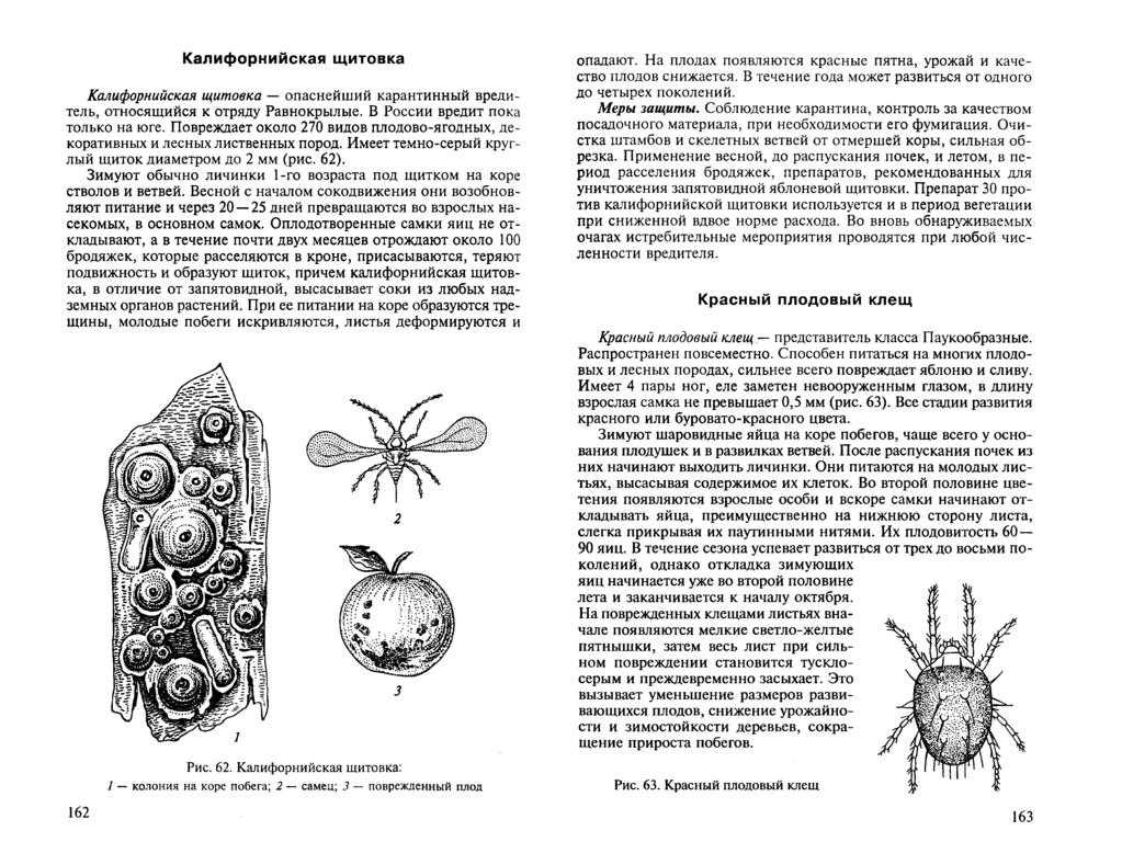 Однолетняя хризантема: описание, сорта, посадка и уход