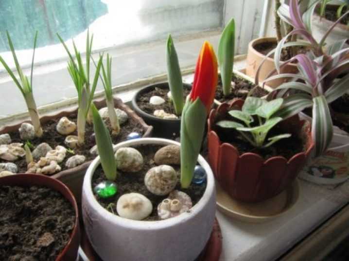 Как вырастить тюльпаны к 8 марта - сажаем цветы дома в горшке у себя на подоконнике.