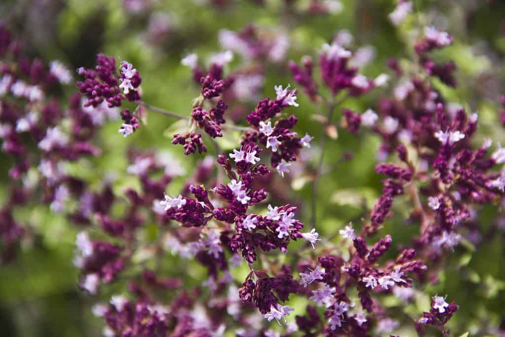 Цветок резеда - особенности выращивания на дачном участке