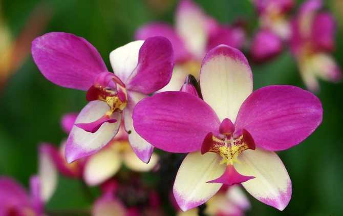 Орхидея каттлея: внешний вид и фото, основные сорта, особенности ухода в домашних условиях русский фермер