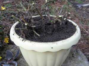 Размножение хризантем черенками осенью в домашних условиях
