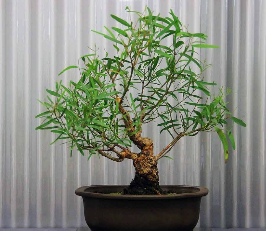 Домашнее растение эвкалипт: можно ли вырастить гиганта в комнатных условиях?