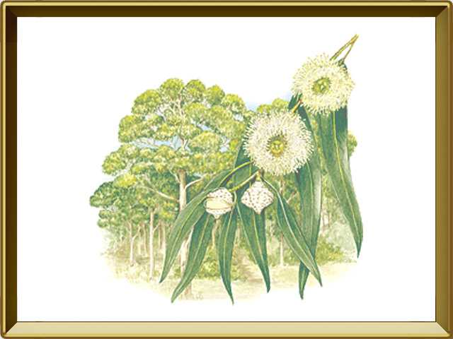 Эвкалипт (eucalýptus) в домашних условиях. уход, формирование, размножение. | floplants. о комнатных растениях
