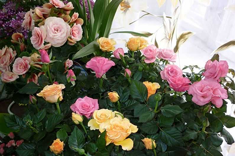 Уход за комнатной розой – пересадка и болезни; комнатная роза зимой; комнатные розы после покупки