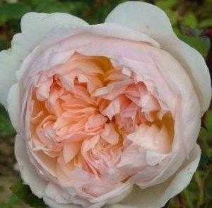 Роза оливия роуз (olivia rose) — описание сортового кустарника