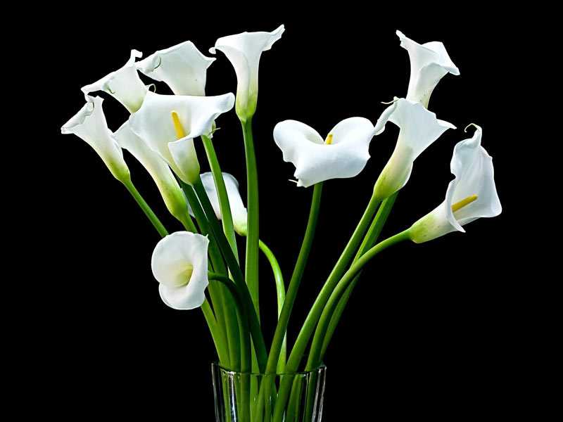 Каллы – почему цветы смерти: фото и приметы